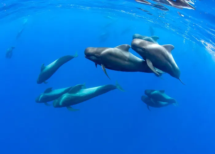 Loft 19 Luxury Boutique - Heated Pool 公寓 *