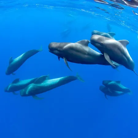 Loft 19 Luxury Boutique - Heated Pool Διαμέρισμα *